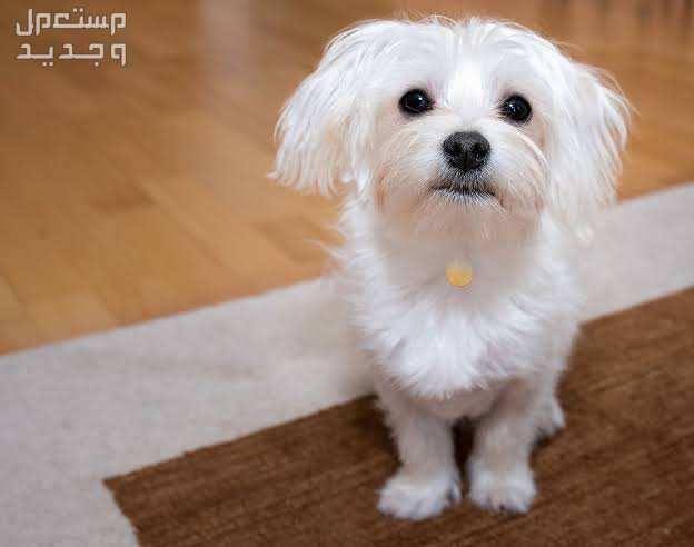 تعرف على أهم السمات الإيجابية لدى كلاب المالتيزر في الجزائر كلب مالتيزر اللطيف