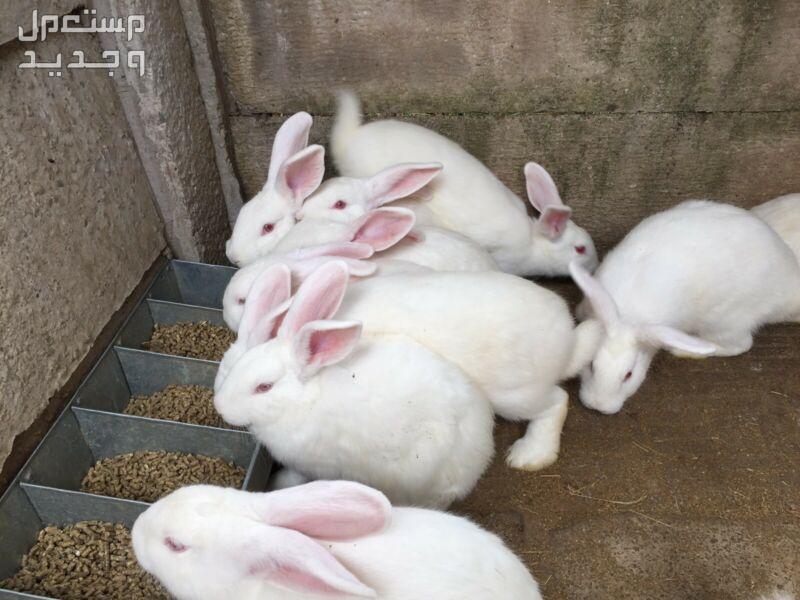 تعلم كيفية تربية ارانب في البيت في الإمارات العربية المتحدة أرانب بيضاء