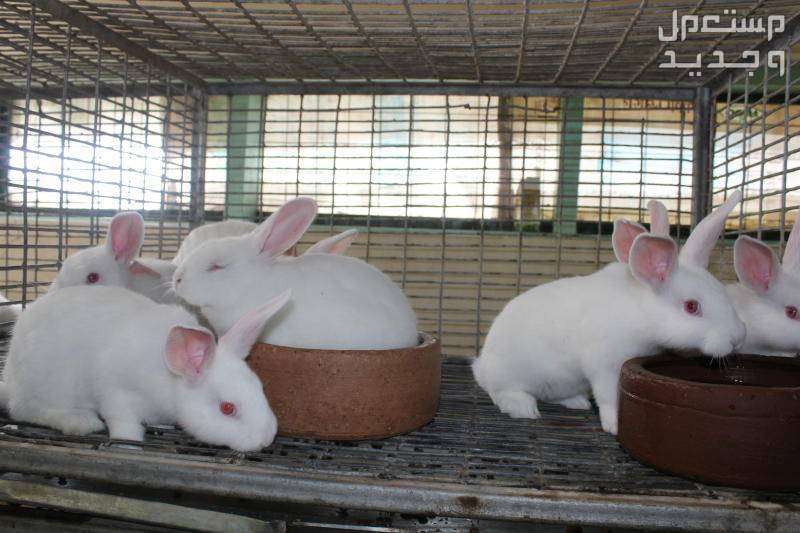 تعلم كيفية تربية ارانب في البيت في البحرين بيت للأرانب