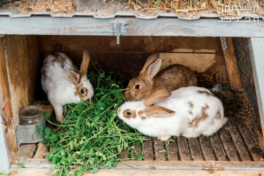 تعلم كيفية تربية ارانب في البيت في الأردن تغذية الأرانب