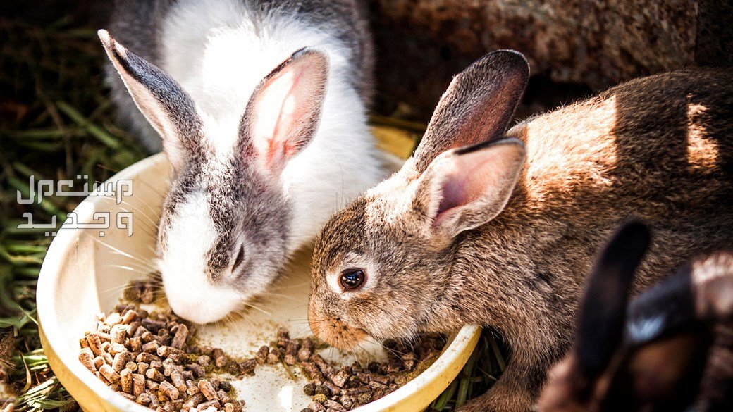 تعلم كيفية تربية ارانب في البيت في المغرب أرانب تأكل علف