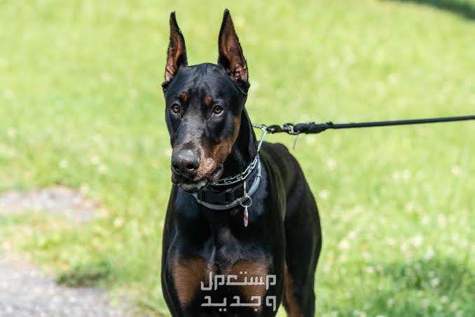 تعرف على المفاهيم الخاطئة عن كلب دوبر مان في السعودية كلب دوبرمان الشرس