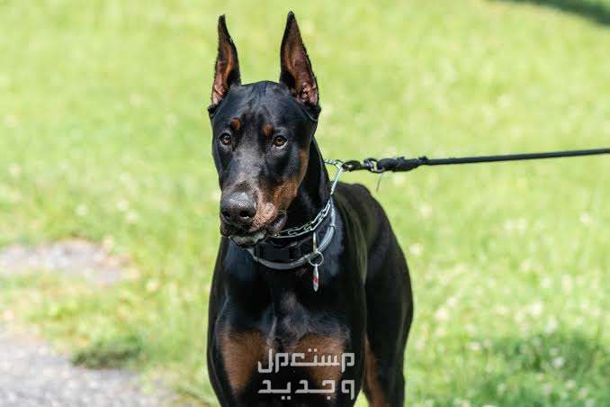 تعرف على المفاهيم الخاطئة عن كلب دوبر مان كلب دوبرمان الشرس