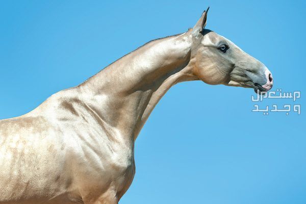 تعرف على كل ما يخص خيول تركمانية الرقبة المقوسة للخيول التركمانية