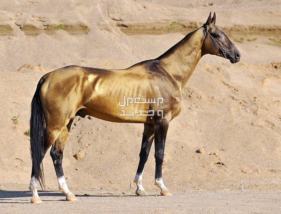 تعرف على كل ما يخص خيول تركمانية في البحرين أخال تيكي