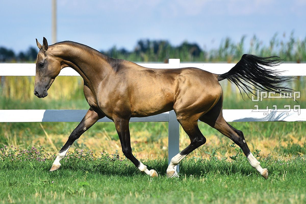 تعرف على كل ما يخص خيول تركمانية في البحرين الجسد الرياضي للخيل التركماني