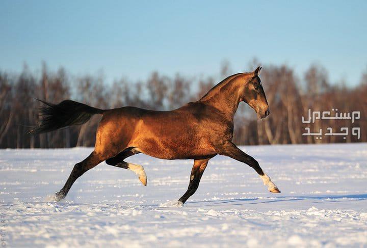 تعرف على كل ما يخص خيول تركمانية قوة الخيول التركمانية