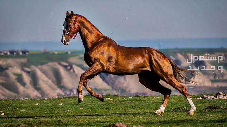 تعرف على كل ما يخص خيول تركمانية في فلسطين خيول تركمانية