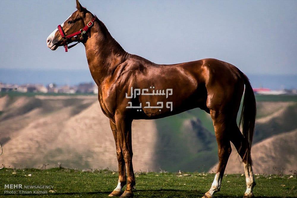 تعرف على كل ما يخص خيول تركمانية خيل تركماني