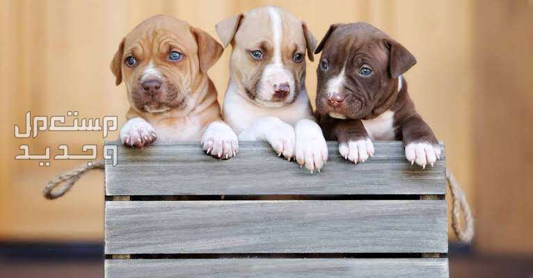 الدليل النهائي لرعاية وتربية كلاب بيتبول صغار في السعودية كلاب بيتبول صغار