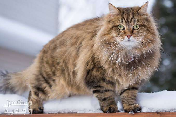 تعرف على أشهر انواع قطط طويلة الشعر في الأردن القط السيبيري