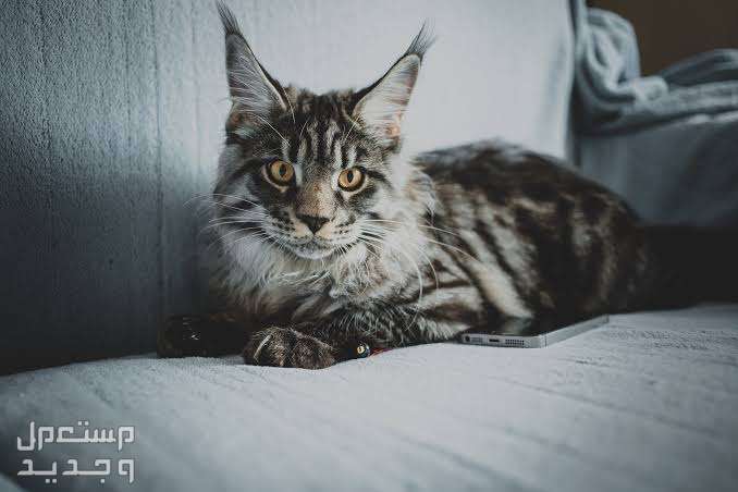 تعرف على أشهر انواع قطط طويلة الشعر في الإمارات العربية المتحدة قط ماين كون