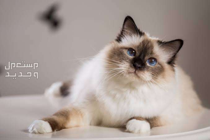 تعرف على أشهر انواع قطط طويلة الشعر في الإمارات العربية المتحدة قط بيرمان