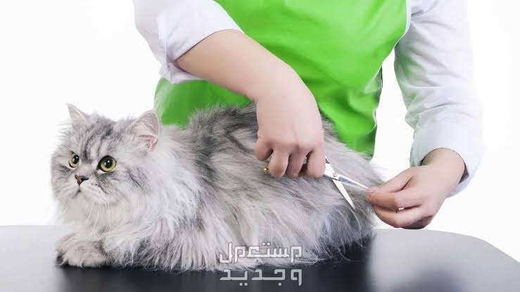 تعرف على أشهر انواع قطط طويلة الشعر في الإمارات العربية المتحدة قط طويل الشعر