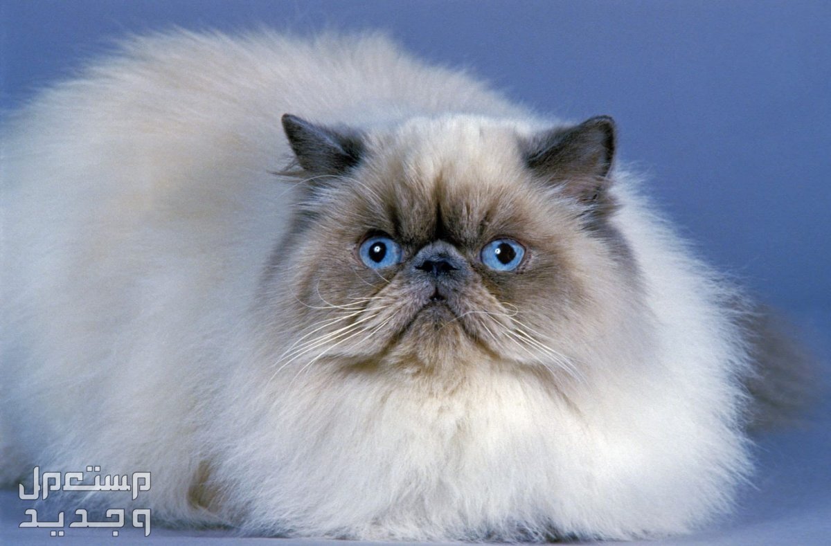 تعرف على أشهر انواع قطط طويلة الشعر في الإمارات العربية المتحدة قط الهيمالايا