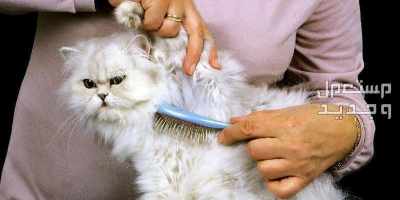 تعرف على أشهر انواع قطط طويلة الشعر العناية بشعر القطط