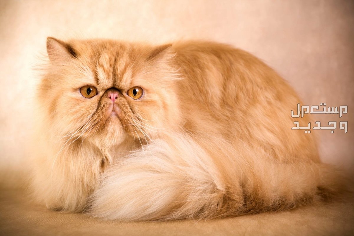 تعرف على أشهر انواع قطط طويلة الشعر في الأردن قط فارسي