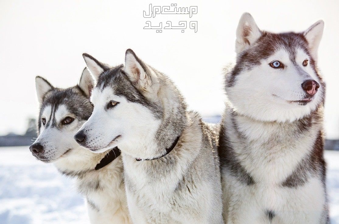 شاهد صور كلاب هاسكي وتعرف على الأنواع المختلفة في الأردن صور كلاب هاسكي