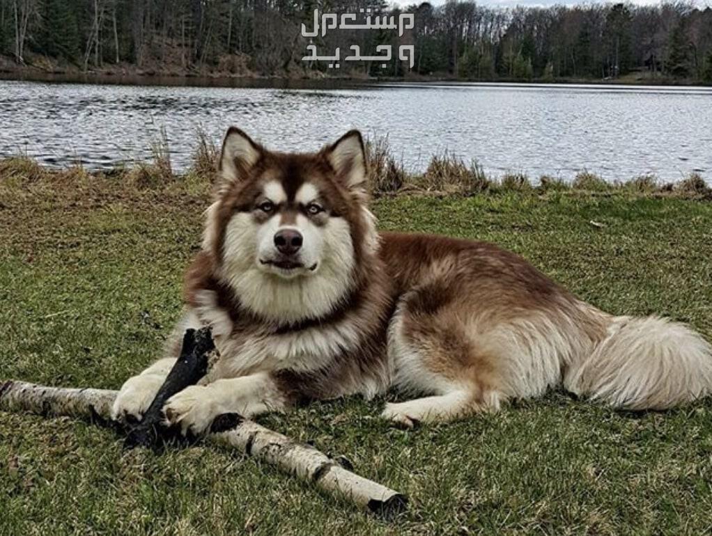 شاهد صور كلاب هاسكي وتعرف على الأنواع المختلفة في السعودية كلب هاسكي هجين