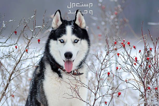 شاهد صور كلاب هاسكي وتعرف على الأنواع المختلفة في الأردن كلب هاسكي ألاسكا