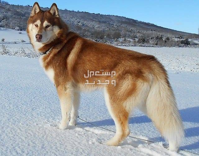 شاهد صور كلاب هاسكي وتعرف على الأنواع المختلفة في العراق كلب هاسكي سيبيري