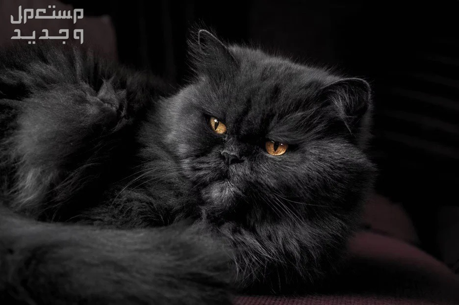 تعرف على انواع القطط الشيرازي المختلفة في الأردن قط شيرازي أسود