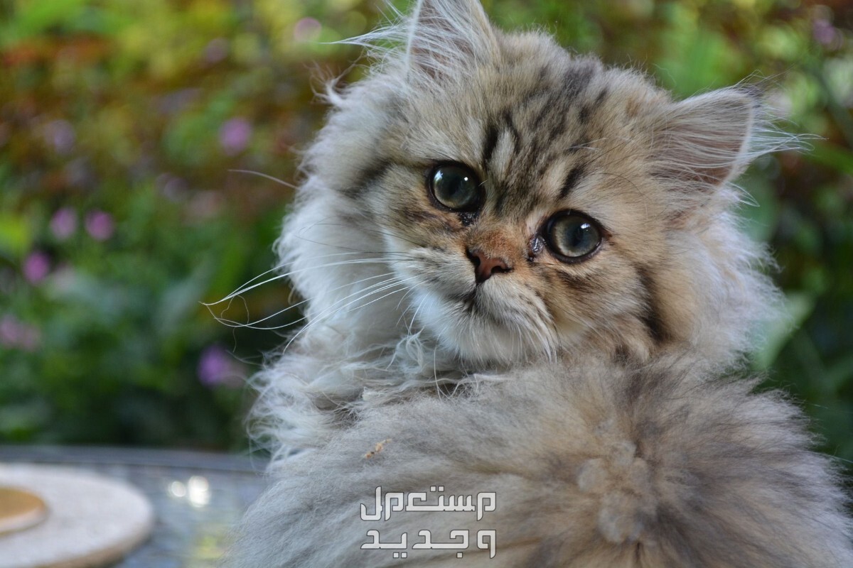 تعرف على انواع القطط الشيرازي المختلفة العيون المعبرة للقطط الشيرازي
