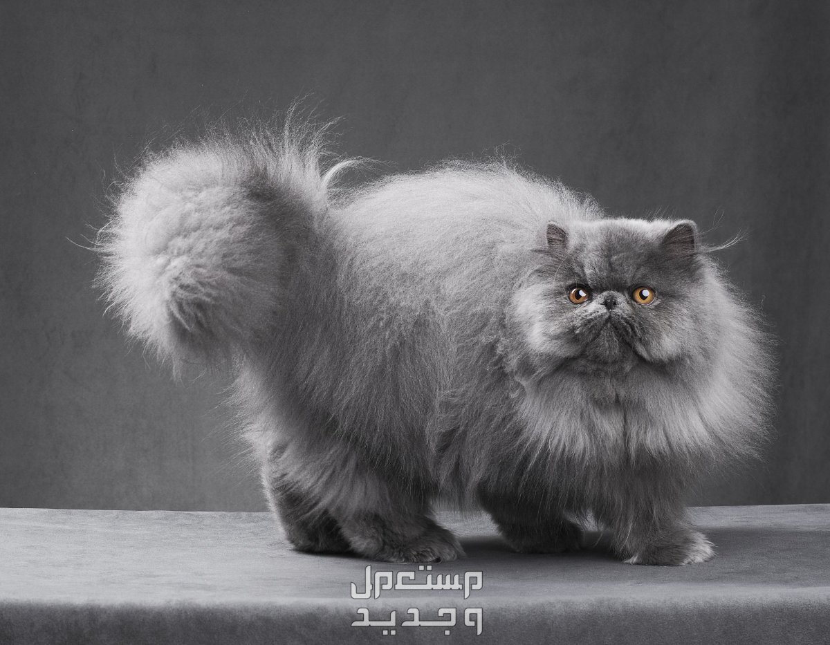 تعرف على انواع القطط الشيرازي المختلفة في الأردن قط شيرازي فضي