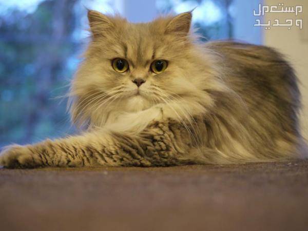 تعرف على انواع القطط الشيرازي المختلفة في الأردن القط الشيرازي التقليدي