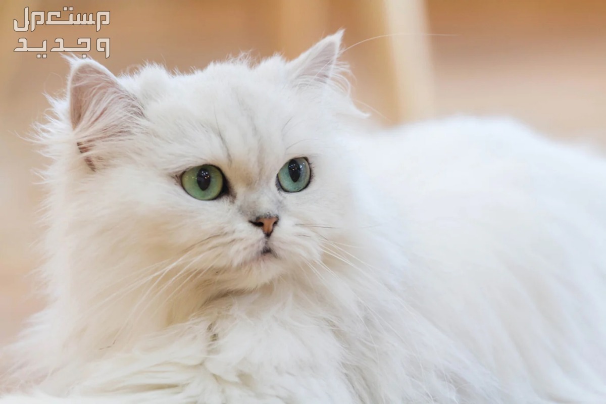 تعرف على انواع القطط الشيرازي المختلفة في الأردن قط شيرازي أبيض