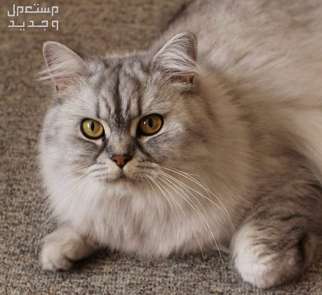 تعرف على انواع القطط الشيرازي المختلفة في السعودية قط شيرازي