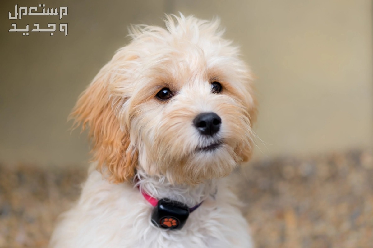 تعرف على أفضل انواع كلاب صغيرة مضادة للحساسية في الجزائر كلب صغير