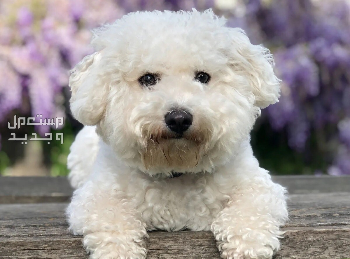 تعرف على أفضل انواع كلاب صغيرة مضادة للحساسية في الجزائر بيشون فريز