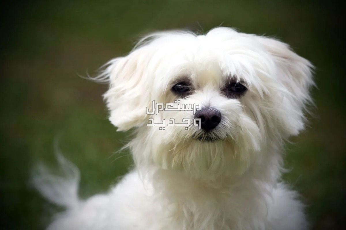 تعرف على أفضل انواع كلاب صغيرة مضادة للحساسية في الجزائر المالتيزر