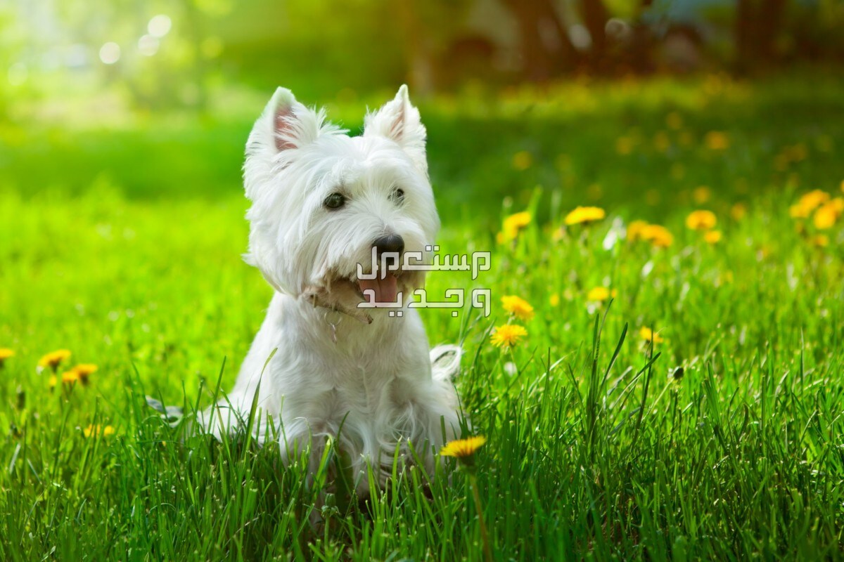 تعرف على أفضل انواع كلاب صغيرة مضادة للحساسية في البحرين كلب صغير أبيض