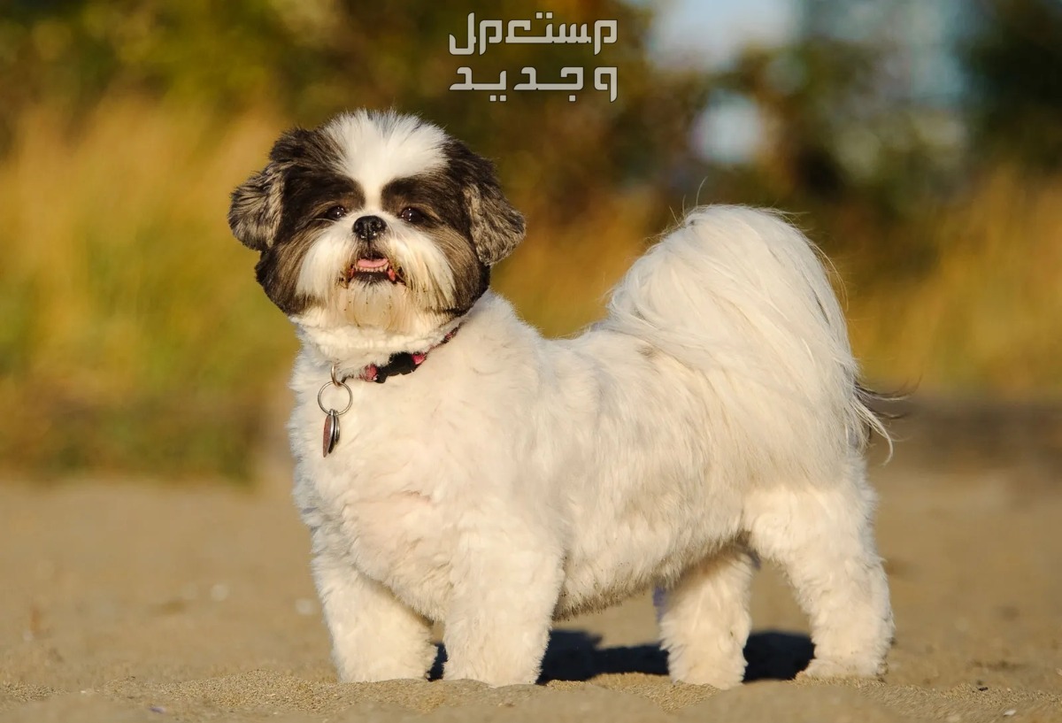 تعرف على أفضل انواع كلاب صغيرة مضادة للحساسية في البحرين شيه تزو
