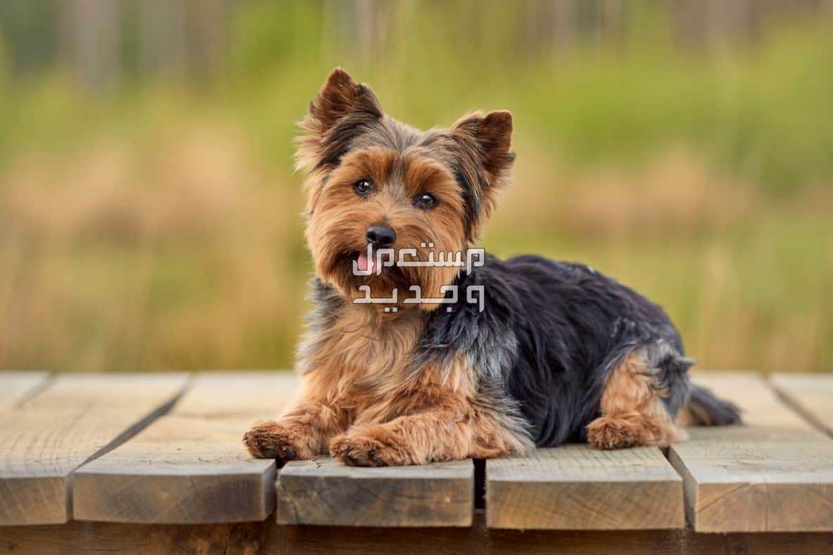 تعرف على أفضل انواع كلاب صغيرة مضادة للحساسية في الجزائر يوركشاير تيرير