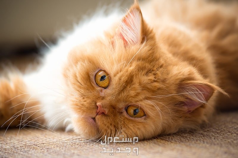 تعرف على سعر القطط الشيرازي وأهم المعلومات عنها في مصر قط شيرازي أصفر