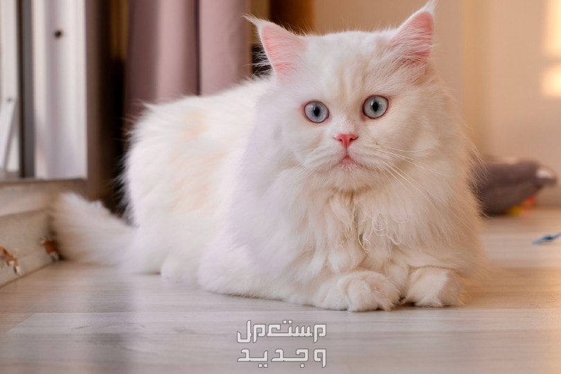 تعرف على سعر القطط الشيرازي وأهم المعلومات عنها في جيبوتي قطة شيرازي بيضاء اللون