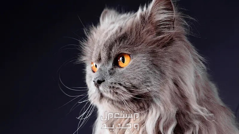 تعرف على سعر القطط الشيرازي وأهم المعلومات عنها في مصر عيون الشيرازي الذهبية