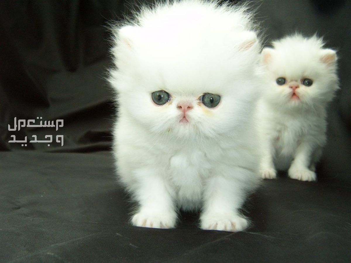 تعرف على سعر القطط الشيرازي وأهم المعلومات عنها في مصر قطط شيرازي صغيرة