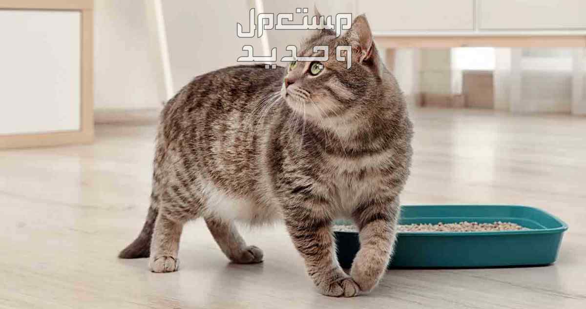 دليل شامل عن أفضل رمل قطط رخيص في الجزائر رمل قطط رخيص