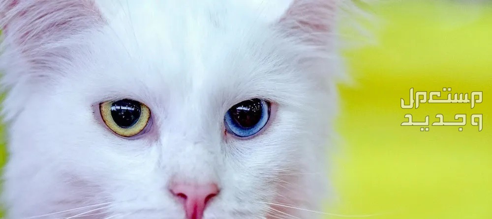 تعرف على أنواع قطط تركية مختلفة العيون المختلفة للقطط التركية