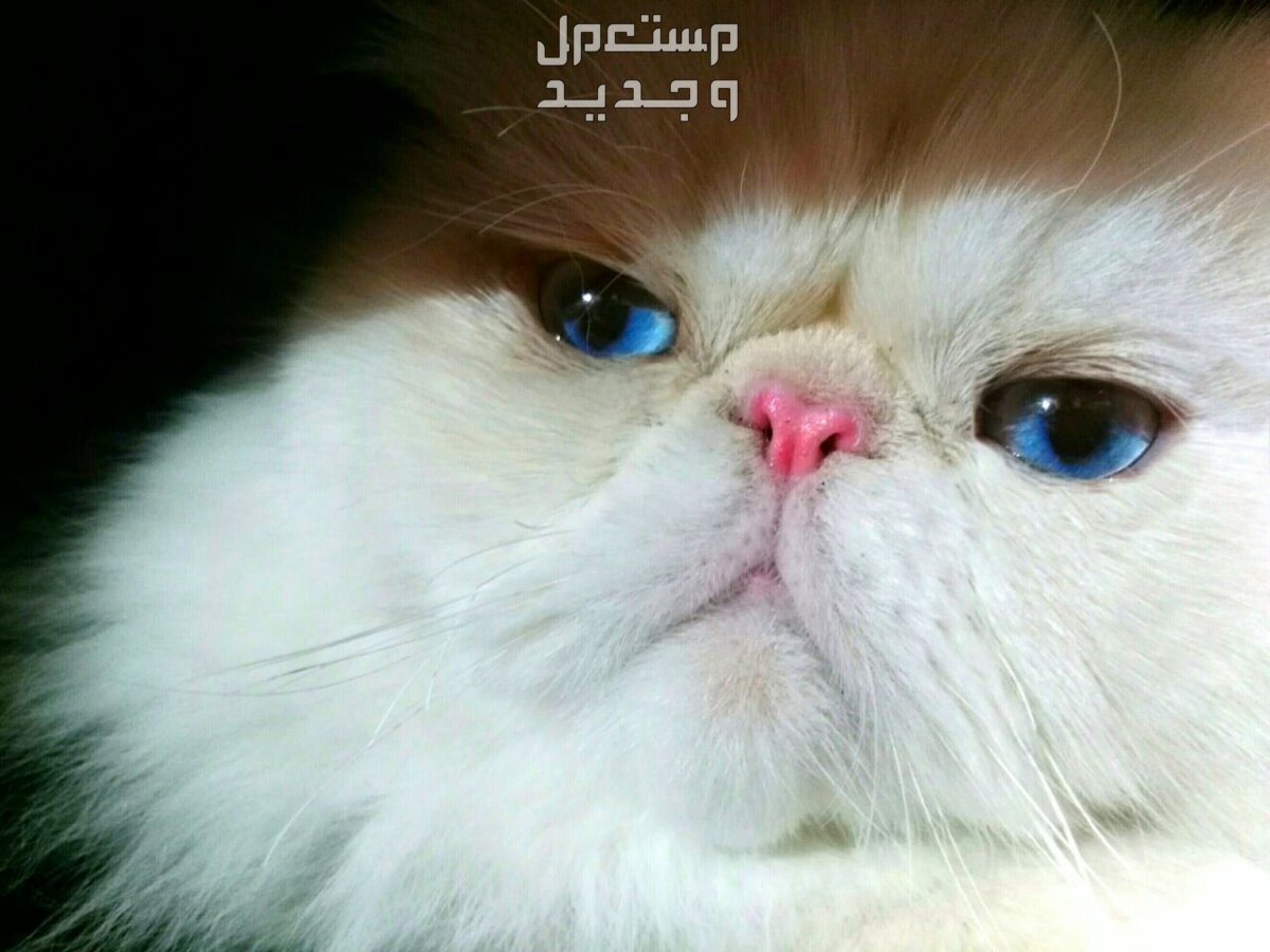 تعرف على انواع قطط الهملايا المختلفة قط الهملايا