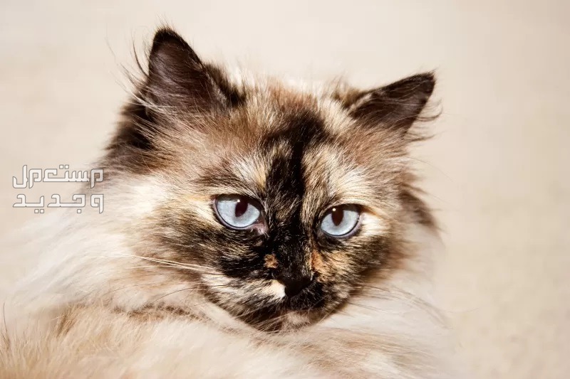 تعرف على انواع قطط الهملايا المختلفة معطف Tortie Point Himalayan