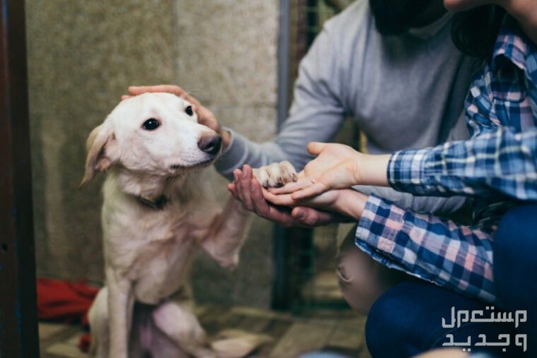تعرف على أهمية البحث عن كلاب للتبني مجانا كلب لطيف