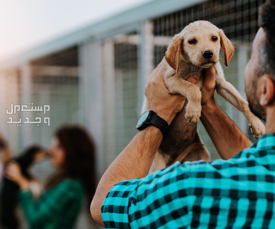 تعرف على أهمية البحث عن كلاب للتبني مجانا في الأردن تبني الكلاب