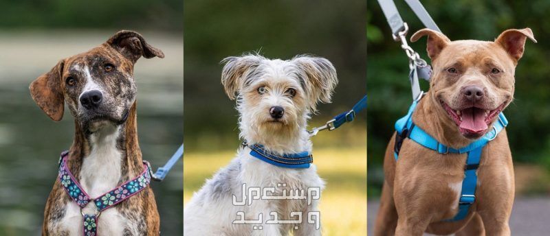 تعرف على أهمية البحث عن كلاب للتبني مجانا في الأردن أنواع كلاب مختلفة للتبني