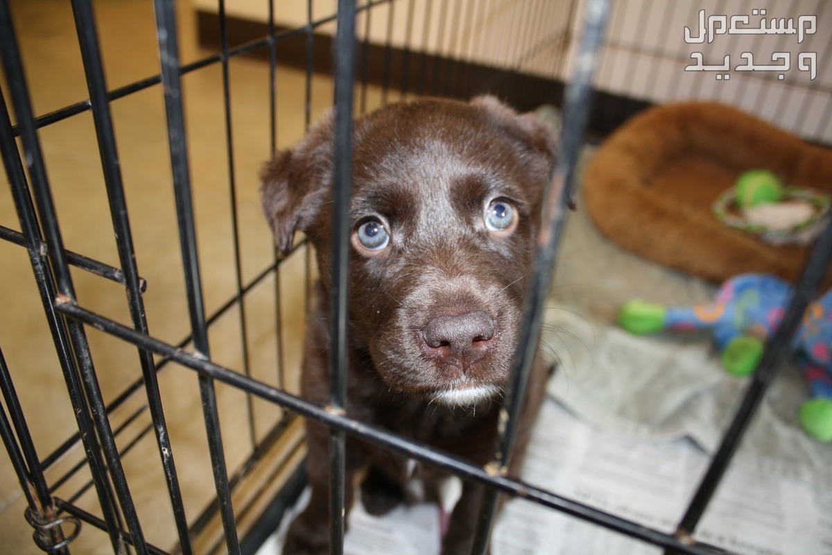 تعرف على أهمية البحث عن كلاب للتبني مجانا في العراق كلب صغير يحتاج لمنزل