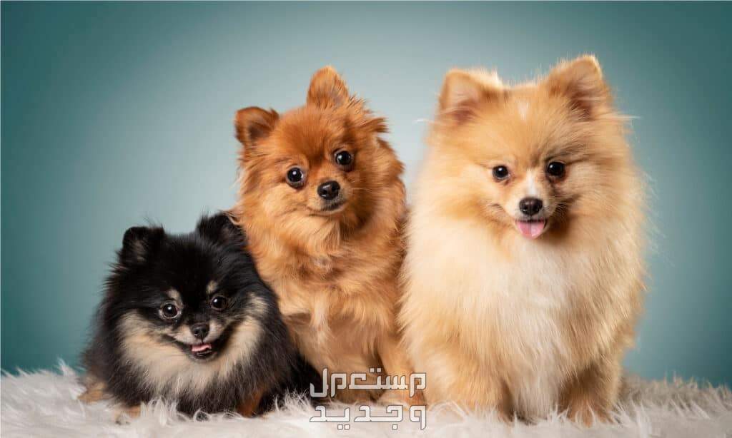 تعرف على حقائق رائعة عن كلب بومرينيان أشكال مختلفة لكلب بومرينيان